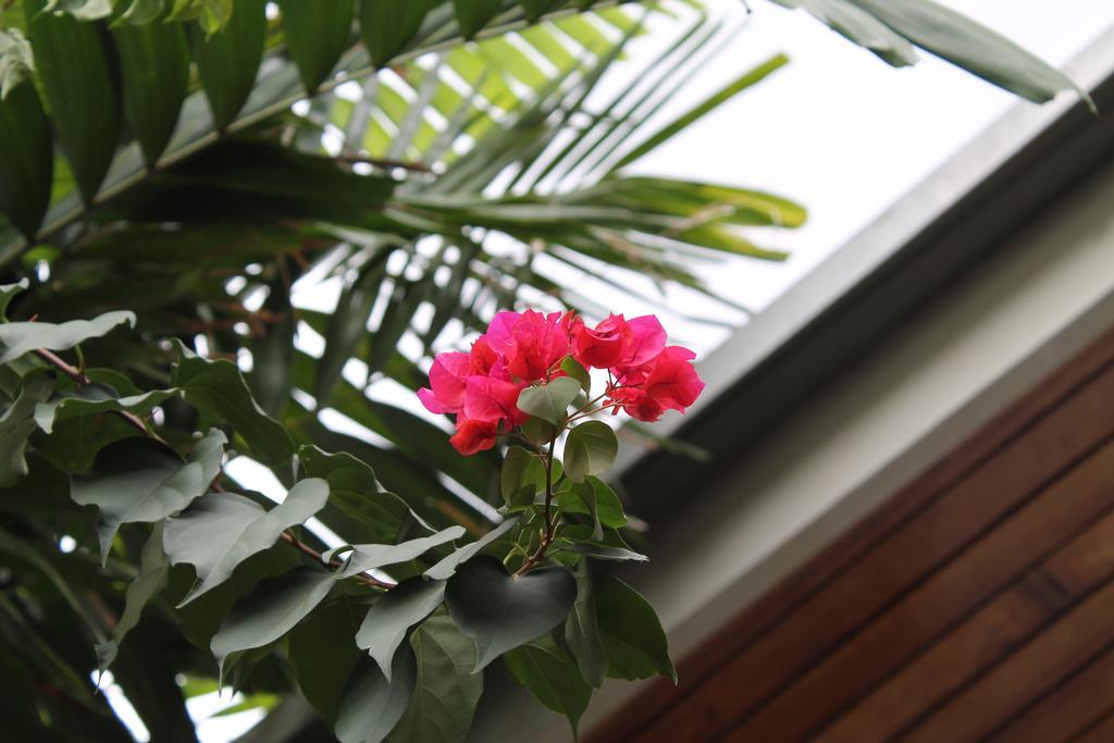 Hostal Cocos Inn Панама Екстер'єр фото